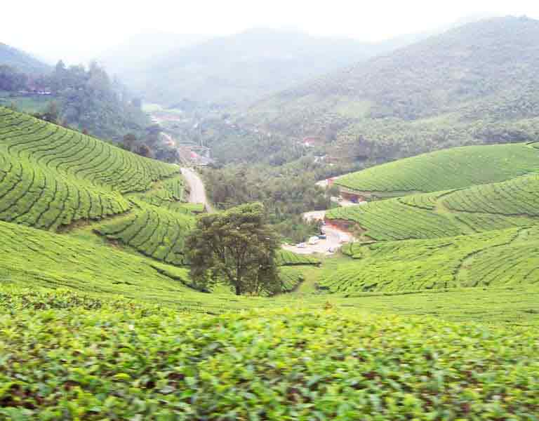 Devikulam