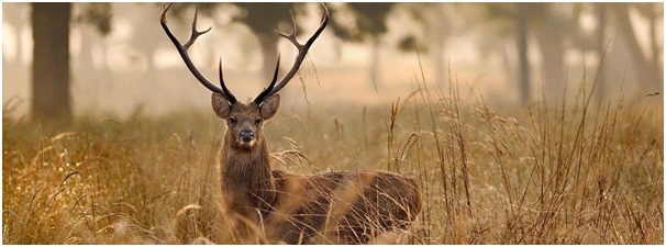 Kanha national park