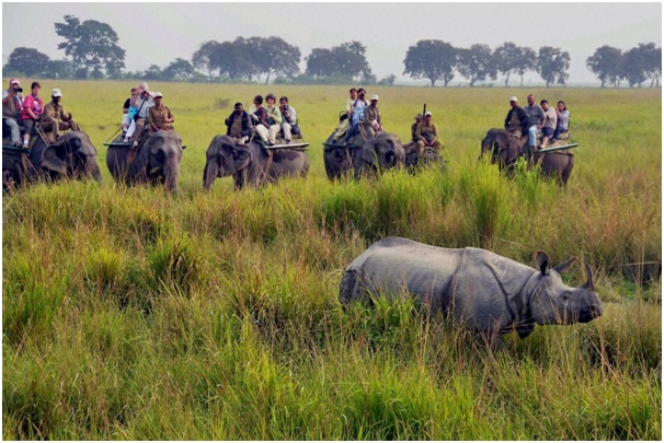 kaziranga national park