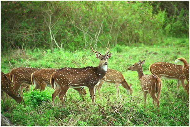 Mudumalai national park