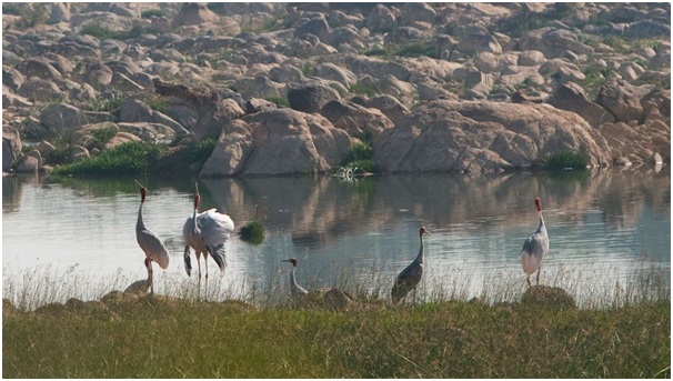 Panna national park