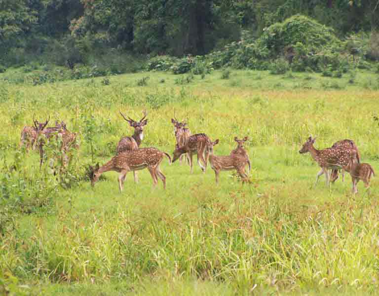 Parambikulam