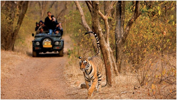 Ranthambore national park